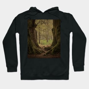 'The Witness Trees', Kinclaven Woods, Perthshire. Hoodie